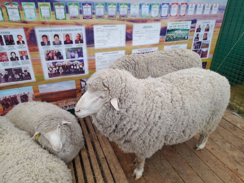 ​Овцеводы из шести регионов примут участие во Всероссийской выставке в Чите