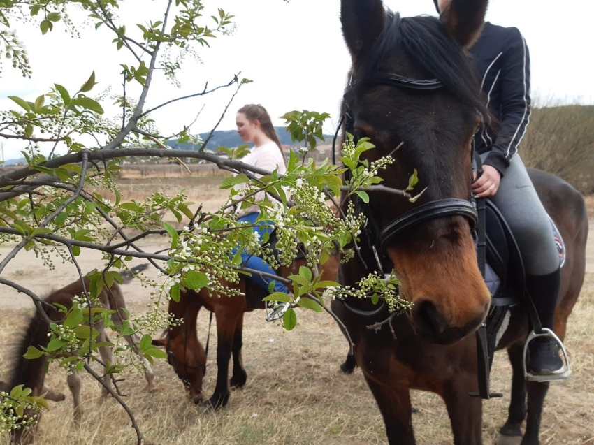 Выпекать хлеб, перерабатывать молоко и развивать конный туризм планируют в Карымском районе Забайкалья