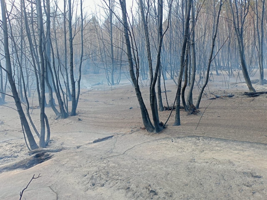В Акшинском районе выявили виновников лесных пожаров