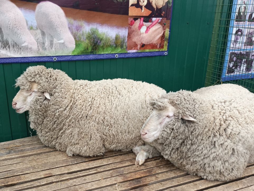 ​Перспективы развития овцеводства в стране обсудят на Всероссийской выставке в Забайкалье