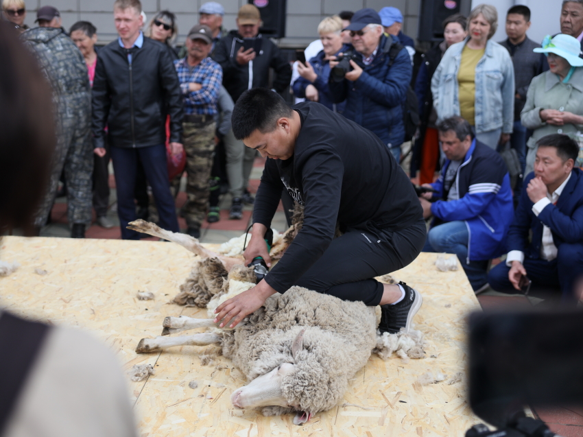 ​Забайкальские стригали стали лучшими на Всероссийской выставке овец