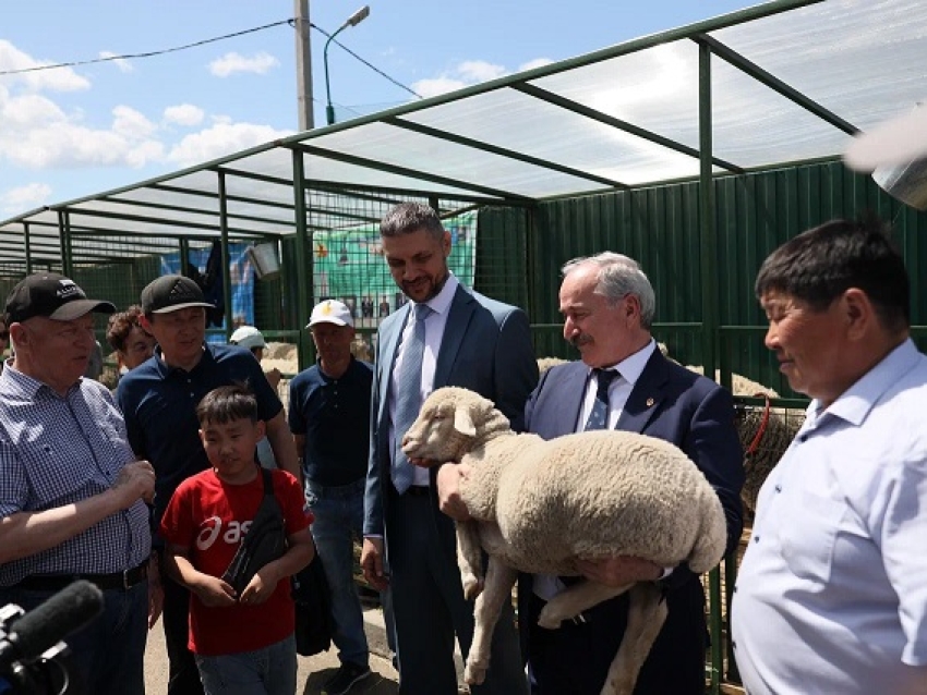В Чите на Всероссийской выставке овец приняли участие хозяйства из разных регионов 