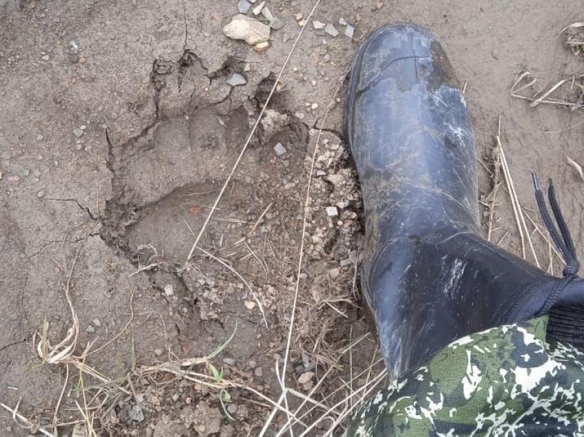 Завершился сезон охоты на медведя в Забайкалье