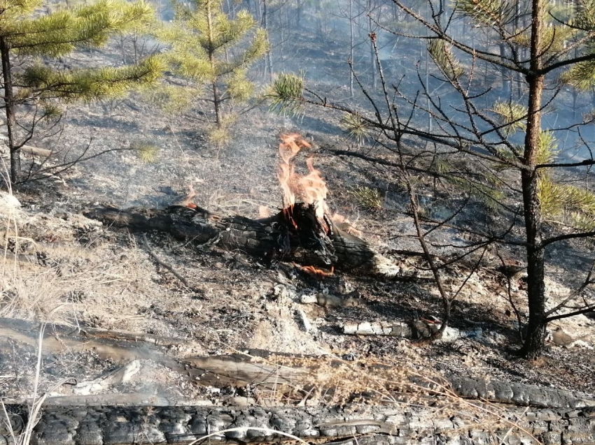 Лесные пожарные локализовали пожар в Газимуро-Заводском районе 