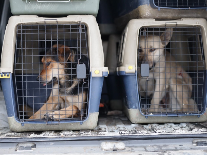 Александр Осипов поручил в течение 10 дней принять в Забайкалье нормативную базу по обращению с безнадзорными собаками