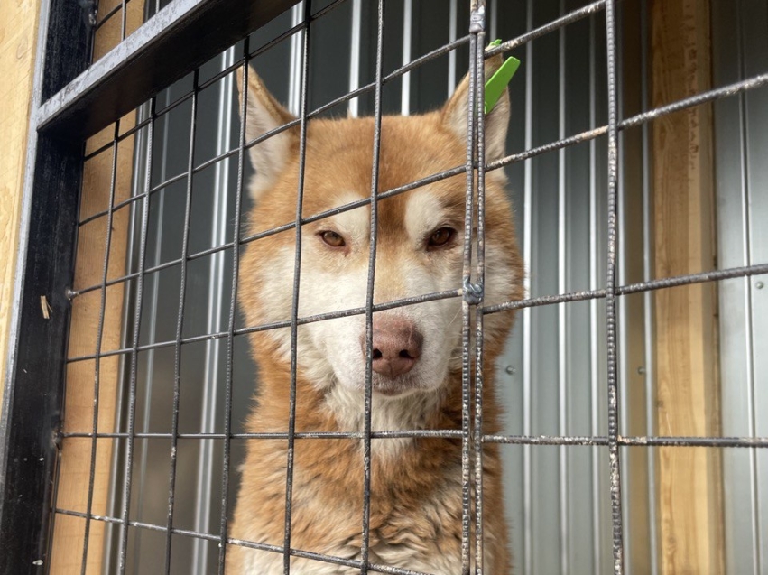 Госветслужба Забайкалья: Бездомные собаки в крае будут содержаться в приютах пожизненно 