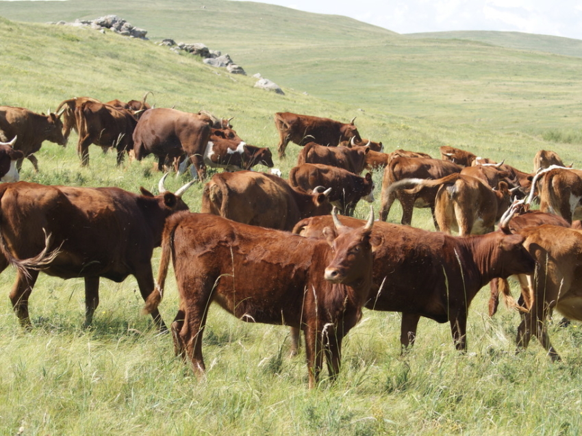​Сельхозкооперативу в Забайкалье возместили 50% затрат за приобретенный скот