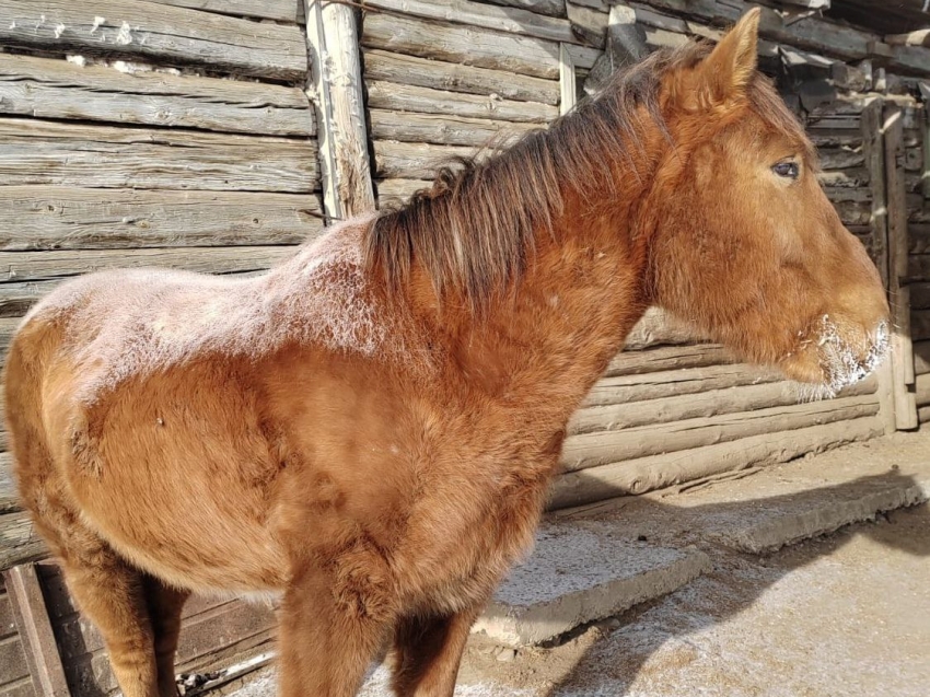 Лошади появились в «штате» национального парка «Чикой» в Забайкалье благодаря президентскому нацпроекту