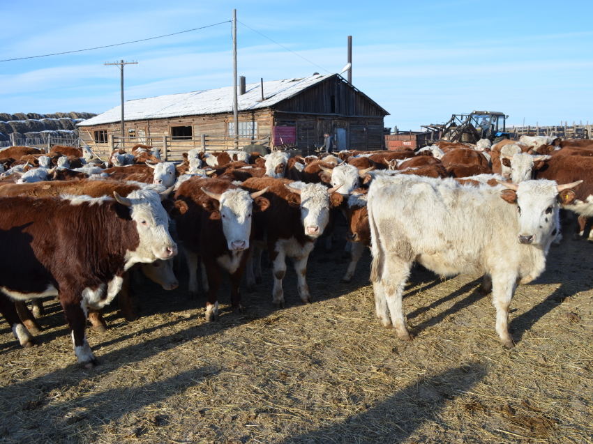 ​Члены сельхозкооперативов Забайкалья благодаря субсидиям приобрели свыше 600 голов скота
