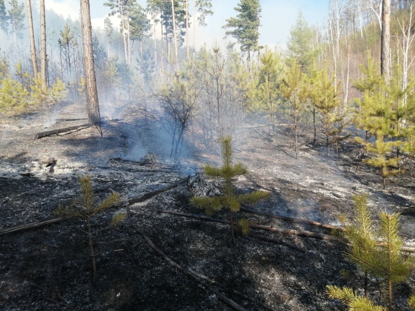 В Акшинском районе ликвидирован лесной пожар
