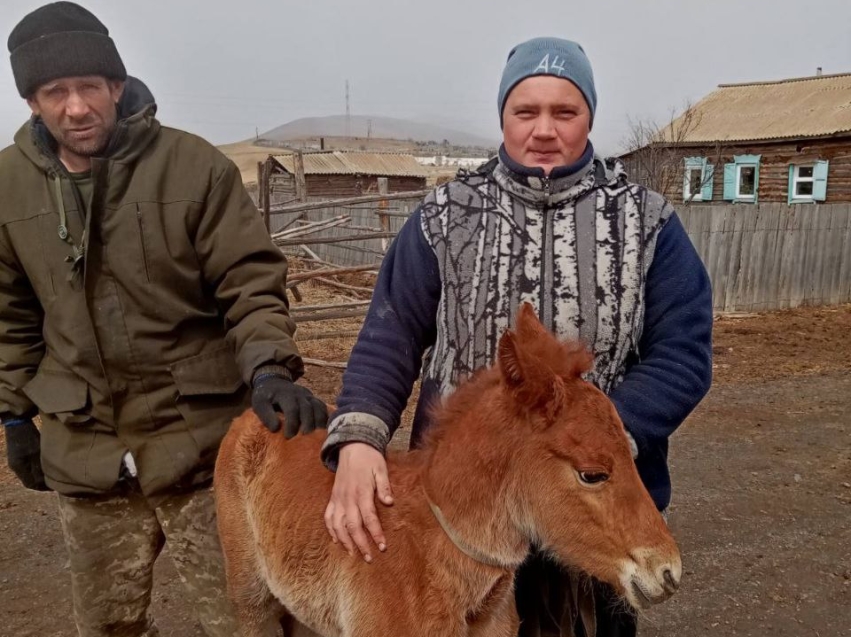 Несколько лошадей и жеребёнка спасли ветврачи в Оловяннинском районе