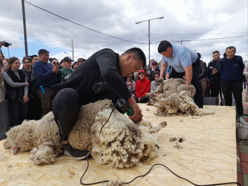 Фестиваль стрижки овец «Белое золото Аги» впервые пройдёт в Забайкалье 