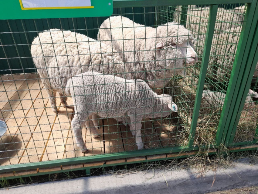 Забайкалье на Российской выставке племенных овец в Чите представят 10 хозяйств