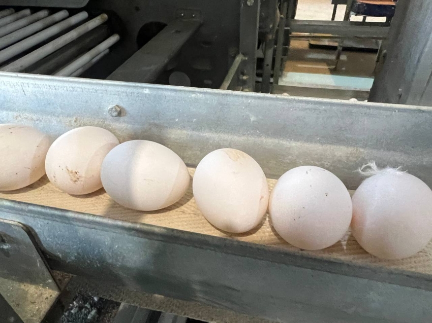 Яйцо реализуется, зарплаты птичниц выросли: господдержка помогает Читинской птицефабрике 