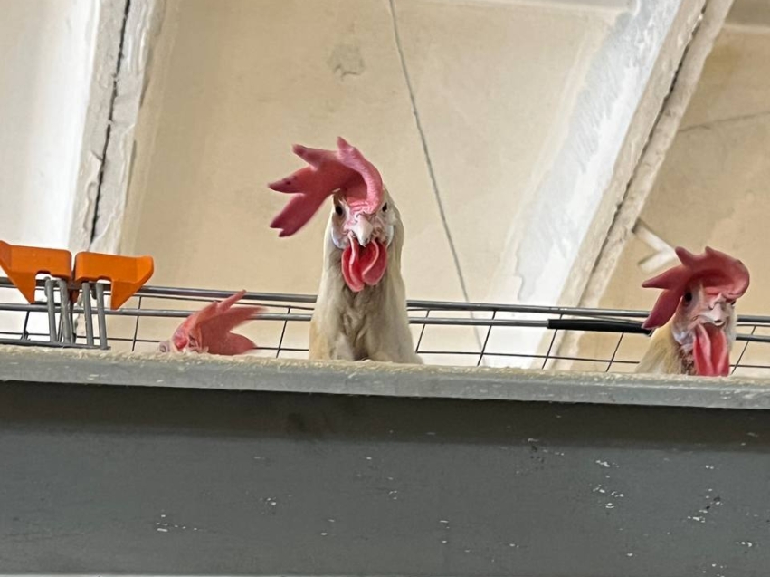 Госветслужба Забайкалья: Уровень биологической безопасности повышается на Читинской птицефабрике 