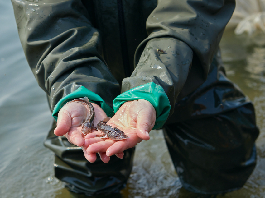 Более 50 тысяч мальков сибирского осетра выпустили в реку Чару в Забайкалье