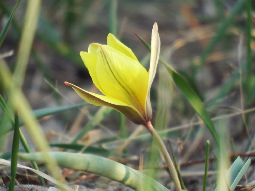 Даурский заповедник выпустил новый познавательный ролик, посвященный редкому цветку