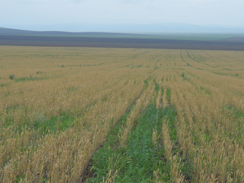 ​Критическая ситуация по заготовке сена в трех районах Забайкалья: Губернатор поручил оказать помощь аграриям