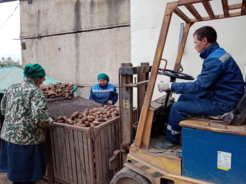 ​Хозяйства двух районов Забайкалья приступили к уборке картофеля