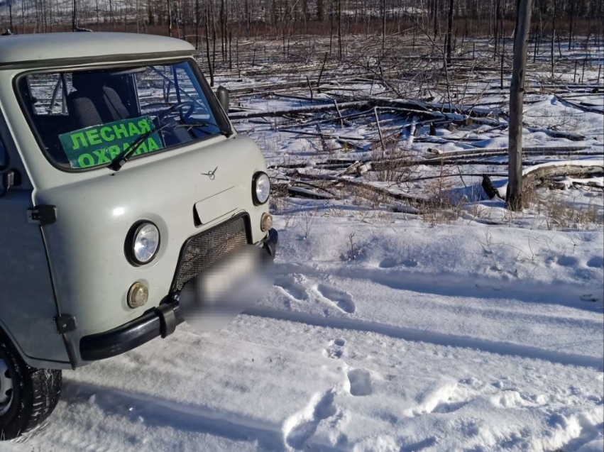 В шести лесничествах Забайкалья зарегистрированы незаконные рубки
