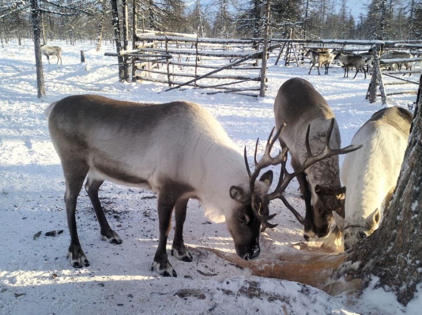 ​На территориях традиционного природопользования Забайкалья растет поголовье северного оленя