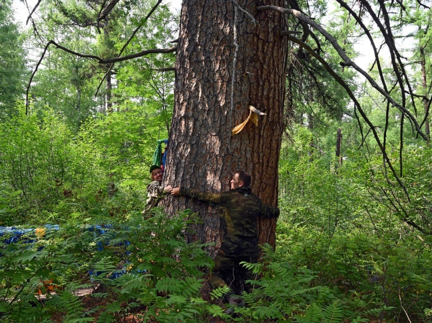 Забайкальский кедр Норбо-Банзад стал памятником живой природы