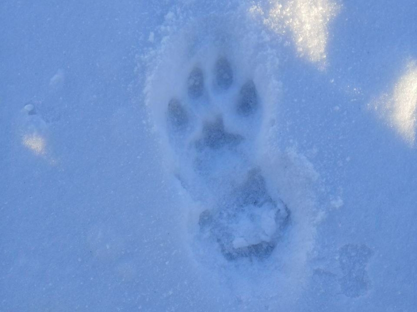 ​Учет численности охотничьих ресурсов продолжается в Забайкальском крае