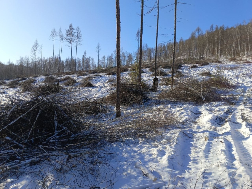 Незаконные рубки зарегистрировали на территории семи лесничеств Забайкалья за прошедшую неделю