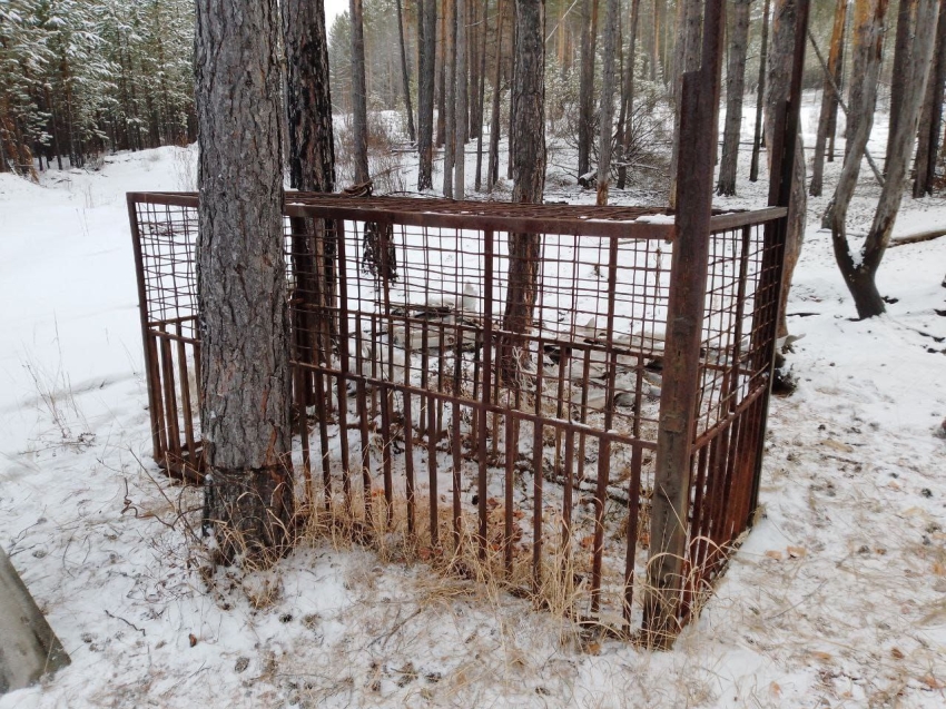 В Хилокском районе оштрафовали охотпользователя за использование запрещённых ловушек