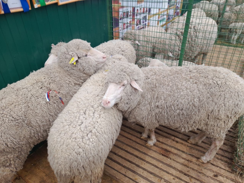 ​Российская выставка племенных овец пройдет в центре Читы