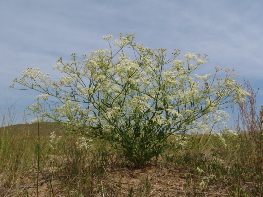 ​Штрафы по пять тысяч рублей заплатят жители Агинского округа за уничтожение краснокнижного растения