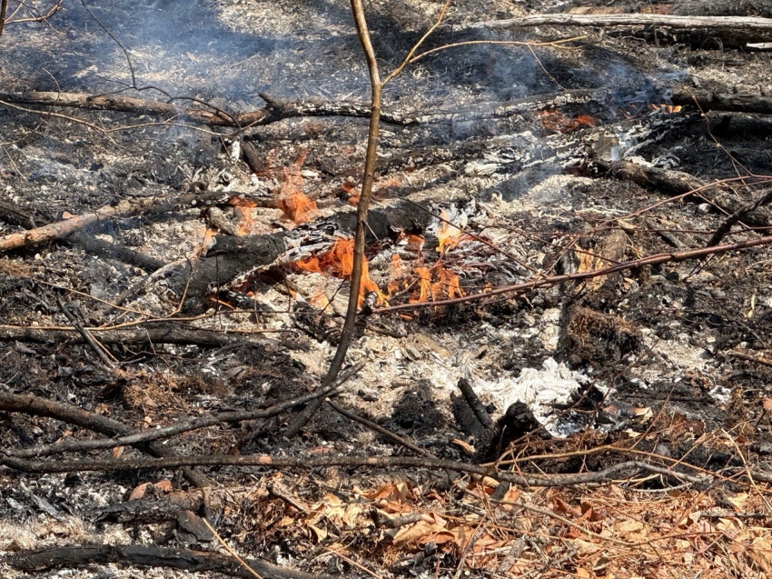 Юного жителя Забайкалья подозревают в поджоге леса