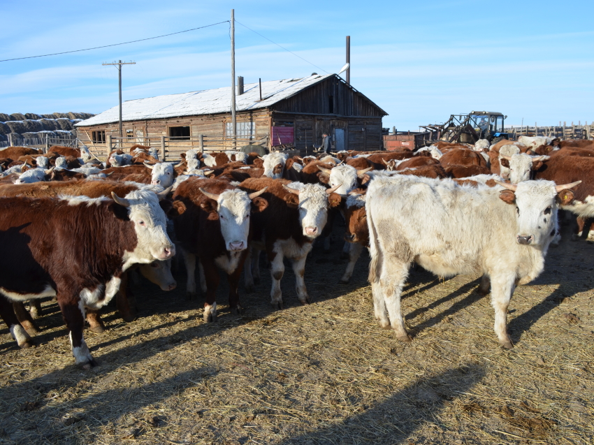 ​Субсидии на поддержку племенного животноводства увеличились в Забайкалье
