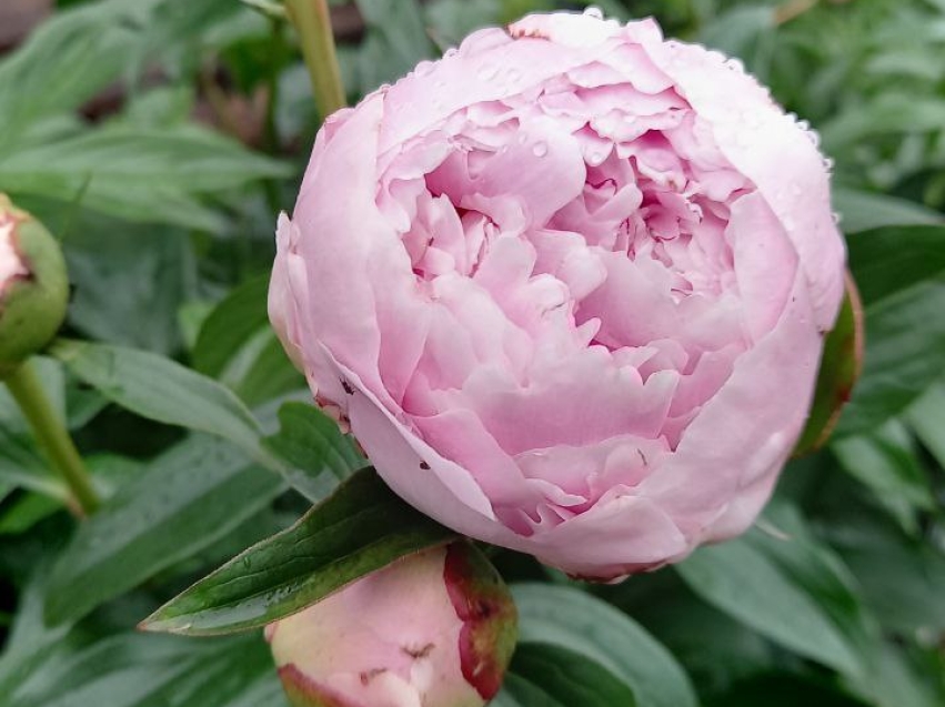 ​#ЗабайкальеТуристическое: Краснокнижный «Марьин корень» зацвел в Забайкалье