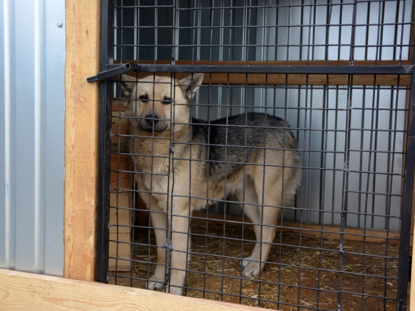 Госветслужба скоро начнёт приём заявок на строительство приютов для животных в Забайкалье