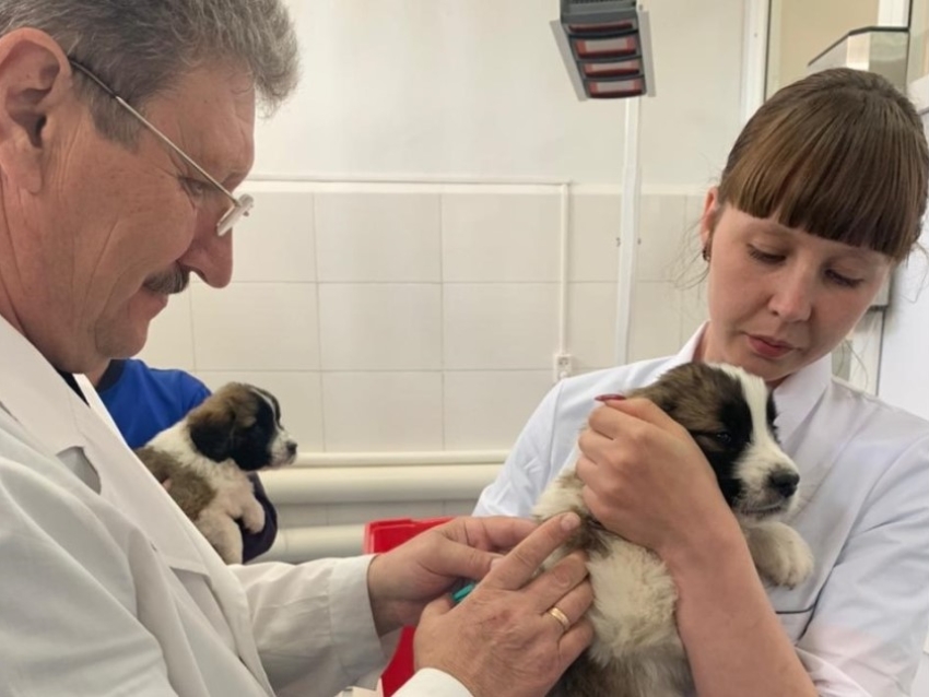 Ветеринарные врачи могут оформить предпринимательскую деятельность на портале Госуслуг