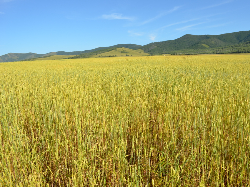 ​Хозяйства Забайкалья в течение двух недель после посевной кампании могут оформить агрострахование