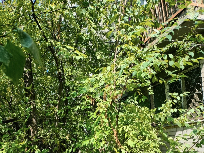 Госинспекция Забайкалья объяснила, куда следует обращаться, если мешает дерево во дворе