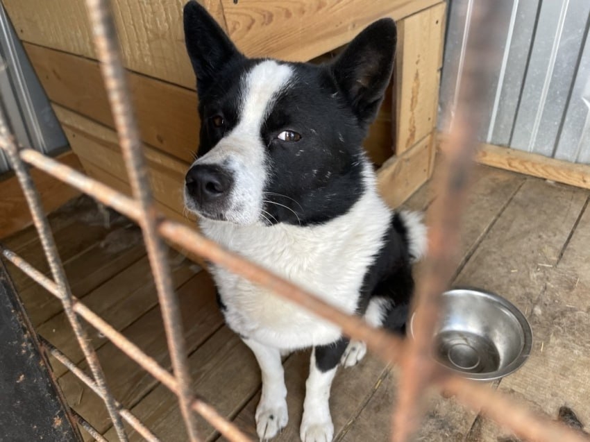 Депутаты Забайкалья одобрили введение экстраординарного режима для борьбы с бездомными собаками