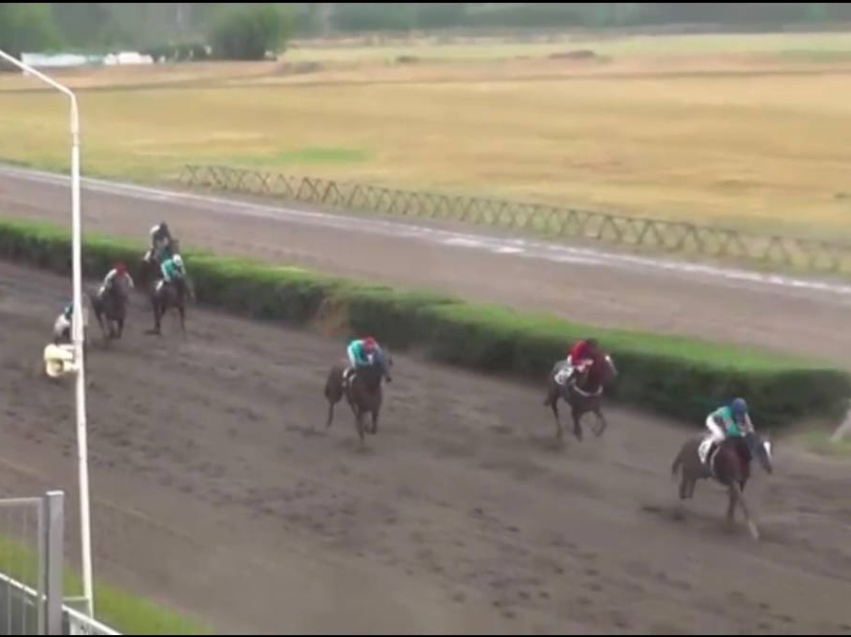 ​Рожденная от забайкальского скакуна лошадь одержала победу в Ростовской области