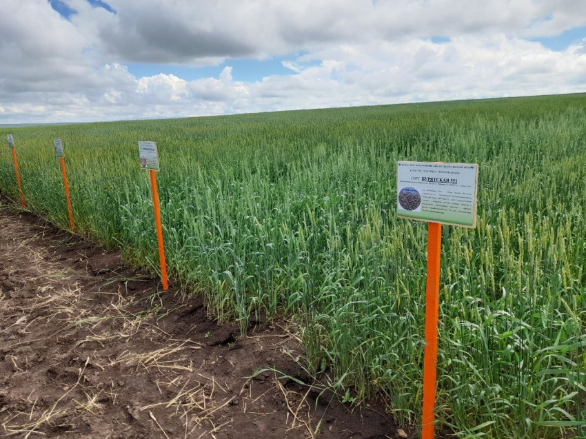 ​Аграрии Забайкалья обменяются опытом работы на региональном форуме по растениеводству