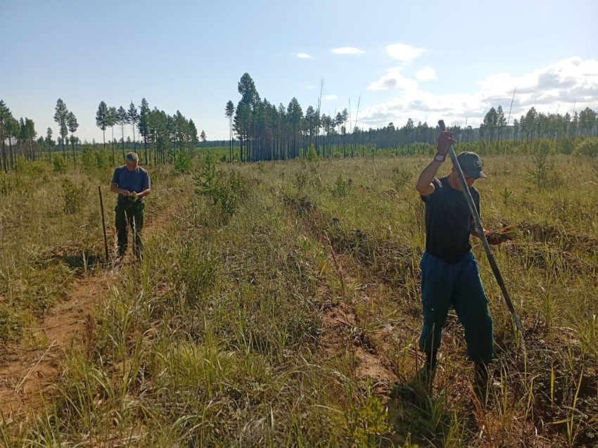 Лесные пожарные Бадинского участка «Забайкаллесхоз» проводят дополнение лесных культур