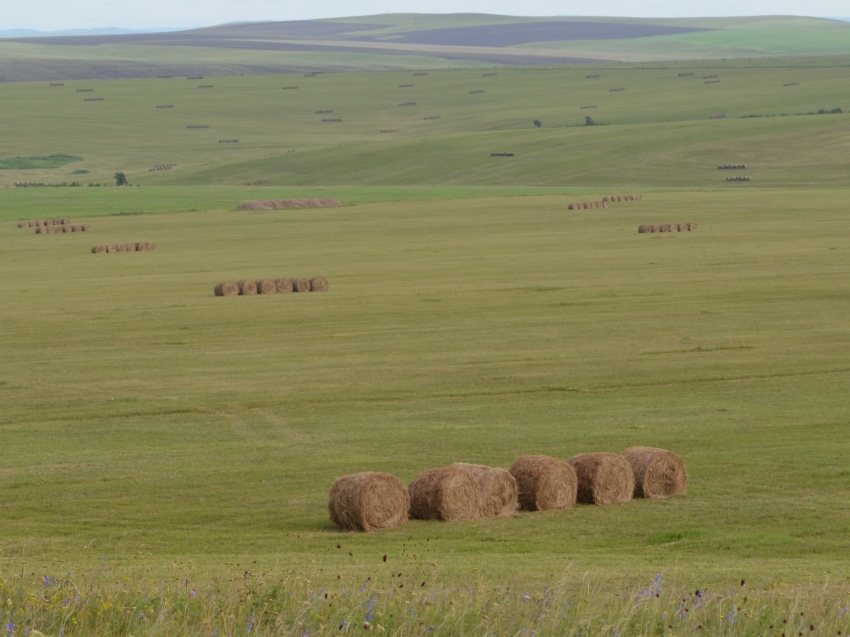 ​Хозяйства 13 округов Забайкалья приступили к заготовке кормов на зимовку скота