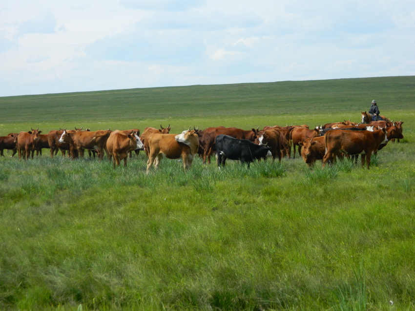 ​Племенные хозяйства Забайкалья получили 11 миллионов рублей на увеличение поголовья
