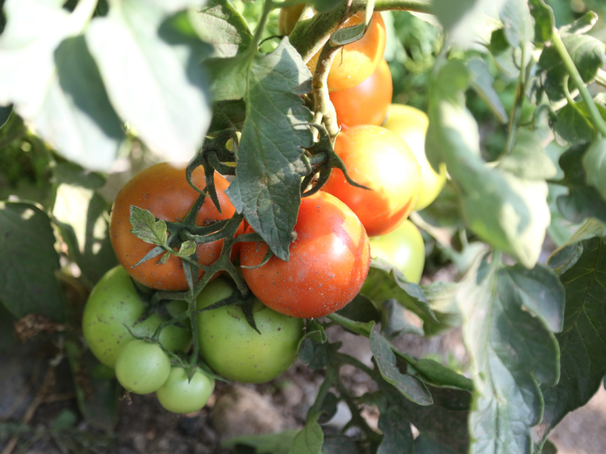 В Забайкалье за неделю подешевели овощи, но подорожали гречка и сыр 