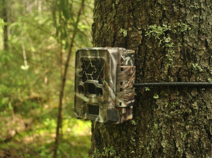 Фотоловушки регионального эконадзора за два месяца зафиксировали более 50 нарушений
