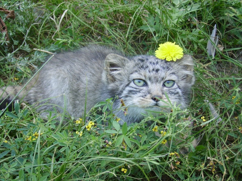 ​#Забайкальетуристическое: Самые пушистые кошки проживают в Забайкалье, в Даурском заповеднике их насчитали около 200