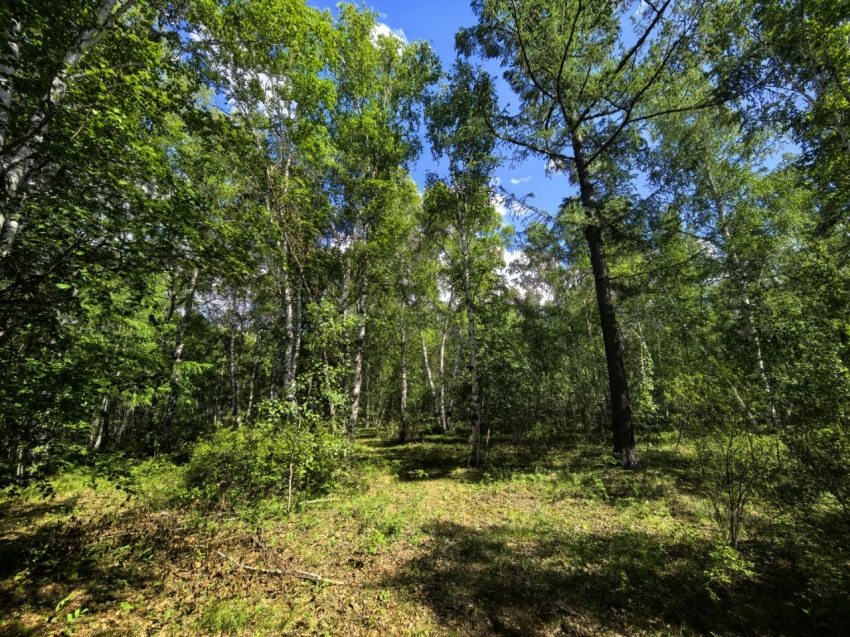 В Забайкалье суд аннулировал право собственности на лесной участок, который ранее отнесли к сельхозземлям  