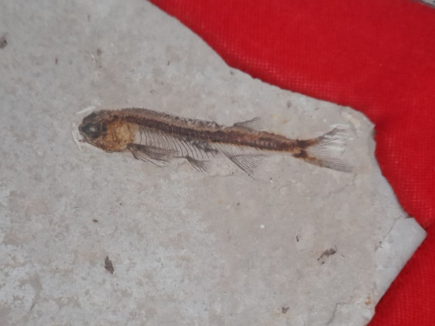 ​#НаследиеЗабайкалья: Краеведческий музей Борзи презентует находку возрастом 150 миллионов лет  