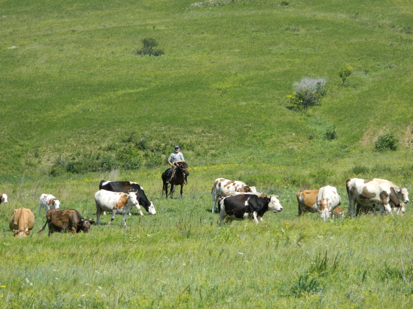 ​Хозяйствам Забайкалья, застраховавшим животных, компенсировали 4 миллиона рублей